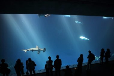 Is the Georgia Aquarium Ethical Featured Image