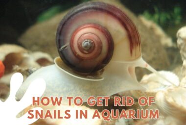 Get Rid of Snails In Aquarium Featured Image