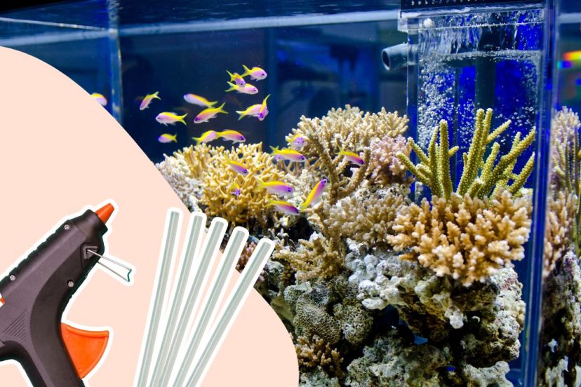 Is Hot Glue Aquarium Safe Featured Image