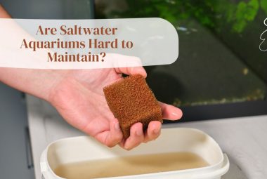 Are Saltwater Aquariums Hard to Maintain Featured Image