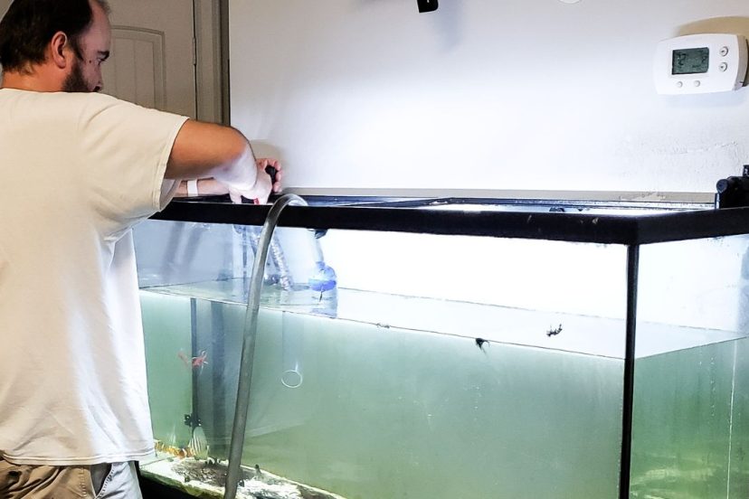 How to Remove Tannins From Aquarium Water Featured Image