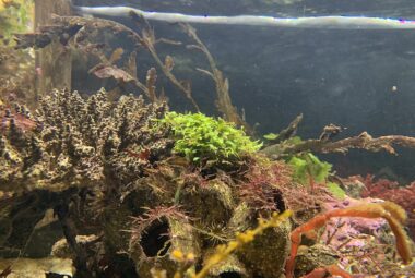 Saltwater Aquarium Plants
