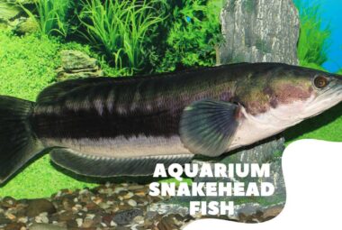 Aquarium Snake Head Fih Featured Image