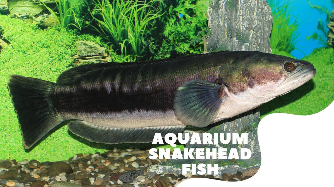 Aquarium Snakehead Fish: Ultimate Guide - Aquariffic Adventures