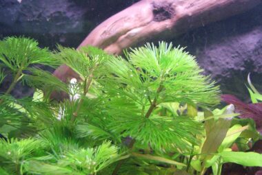 Types Aquarium Plants