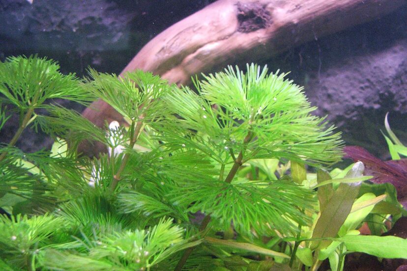 Types Aquarium Plants