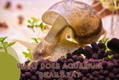 What Aquarium Snails Eat