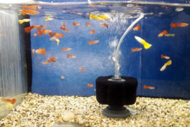 How to Change Aquarium Filter Without Losing Bacteria