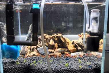 How to Clean Aquarium Filter
