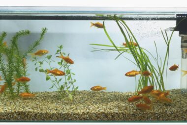 How to Clean Aquarium Filter Without Killing Bacteria