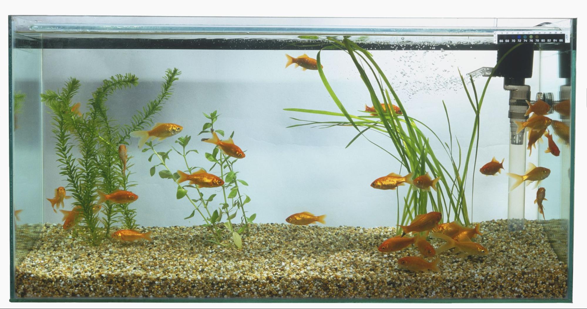 how-to-clean-aquarium-filter-without-killing-bacteria-aquariffic