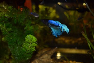 How to Grow Aquarium Plants