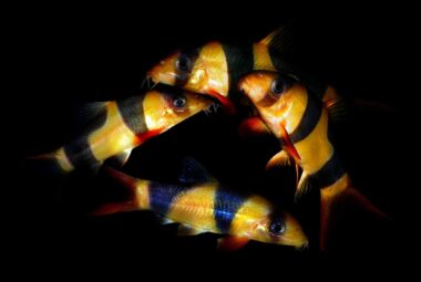 What Aquarium Fish Eat Snails