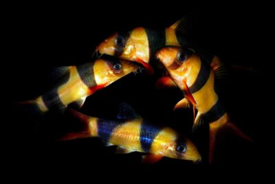 What Aquarium Fish Eat Snails