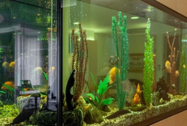 Aquascape Fish Tank