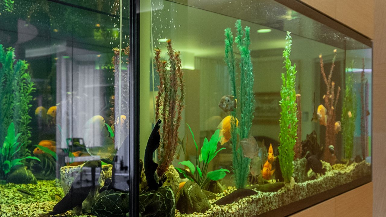 can-you-aquascape-with-fish-in-the-tank-aquariffic-adventures