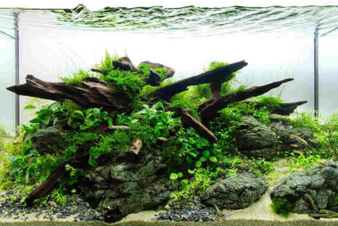 Do Aquascapes Need Filters
