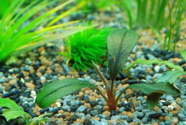 Can Aquarium Plants Grow in Gravel
