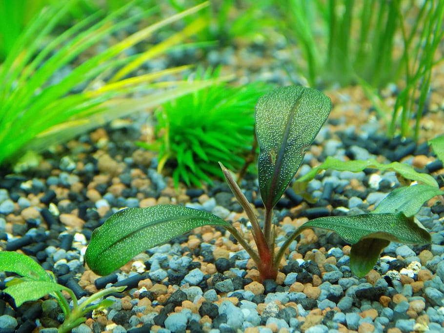 can-aquarium-plants-grow-in-gravel-aquariffic-adventures