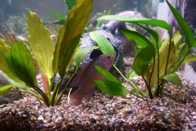 Can Aquarium Plants Grow in Sand