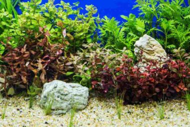 How Long Aquascape Last