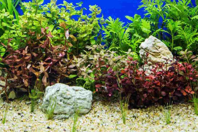 How Long Aquascape Last