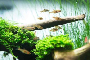 How to Aquascape