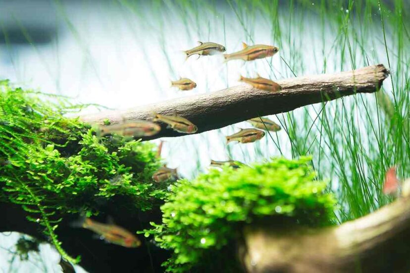 How to Aquascape