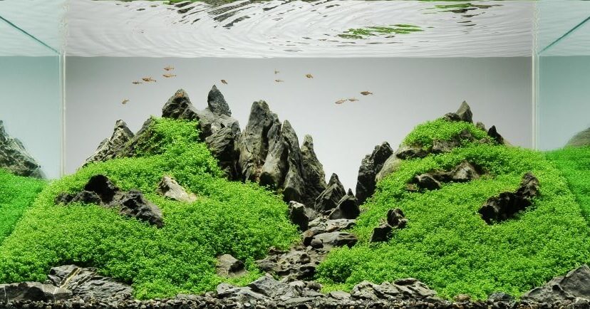 Aquascaping