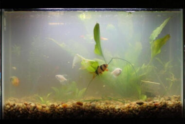 Why Aquarium Water Cloudy